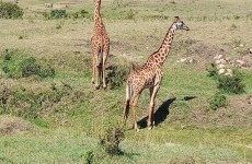 3 Days Masai Mara Safari