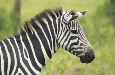 7-Day Memorable Wildlife And Cultural Encounter In Uganda