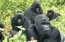 3 Days Ultimate Gorilla Safari