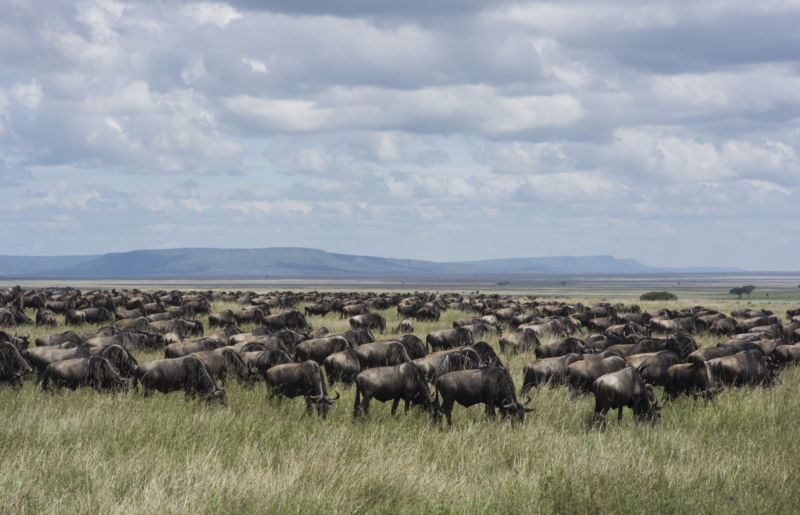 Wildebeest 2