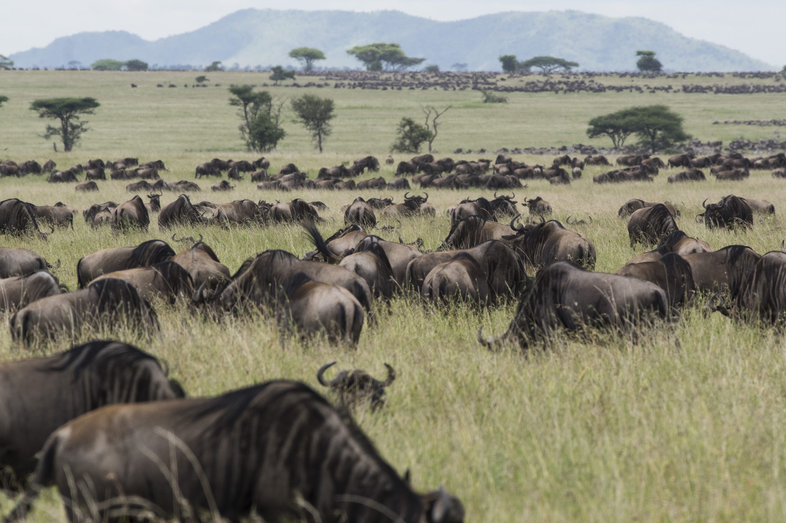 Wildebeest 3