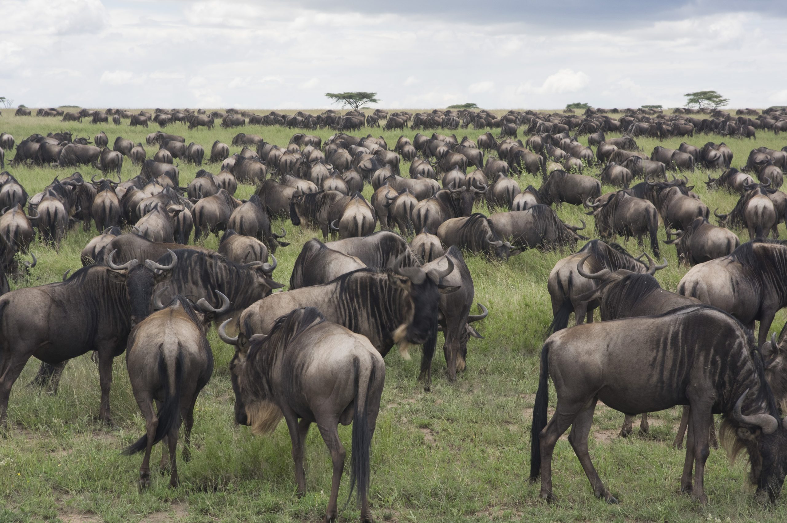 Wildebeest