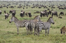 7-Day Serengeti Plains & Ngorongoro Crater Safari