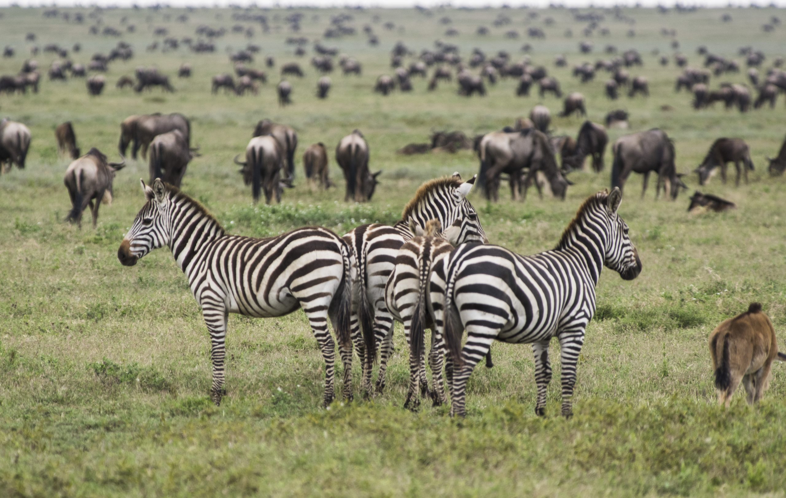 Zebra And Wildebeest