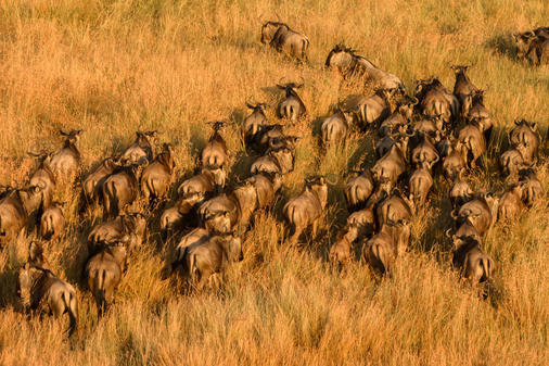 Unmatched Safari Experience