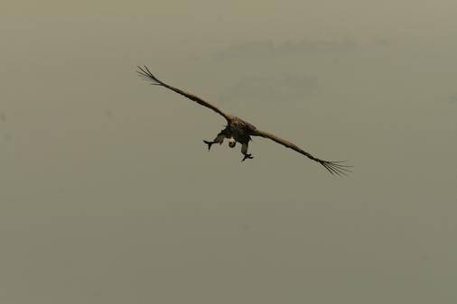 Eagle At Dusk