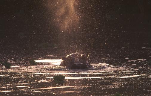Hippo At Dusk