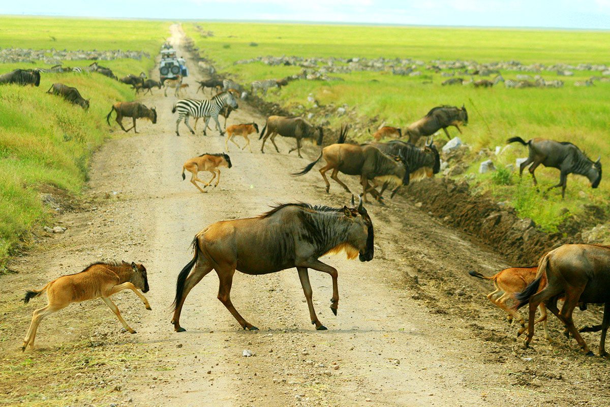 Istock Migrationwildlife Wildebeestcalving