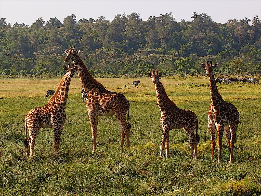 1024px Giraffe Zebra And Buffalo Arusha Np 2015 2015 01 10