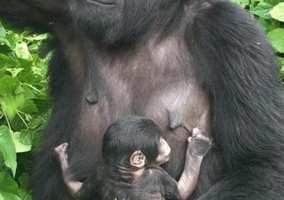 4-Day Gorillas and Chimps Trek