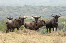 4-Day Private Safari Serengeti, Tarangire & Ngorongoro