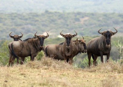 4-Day Private Safari Serengeti, Tarangire & Ngorongoro
