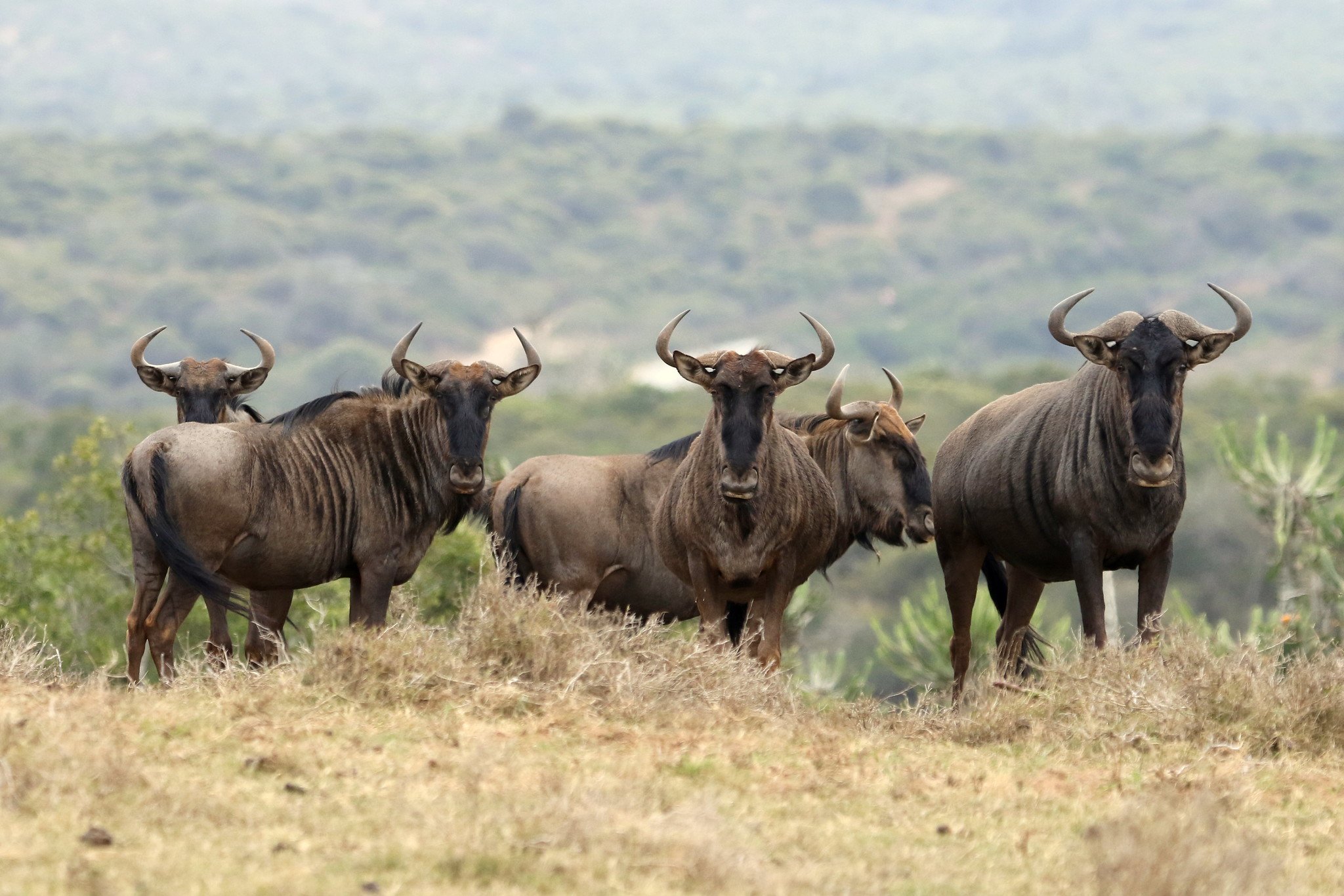 Blue Wildebeest