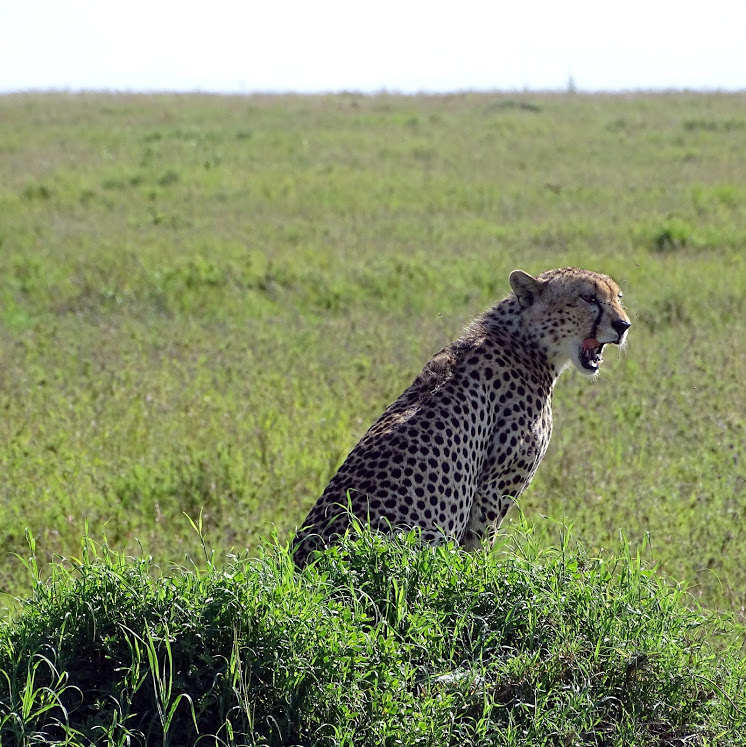 Cheetah Serengeti