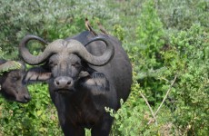 4-Day Tarangire, Serengeti & Ngorongoro Safari