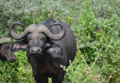 4-Day Tarangire, Serengeti & Ngorongoro Safari