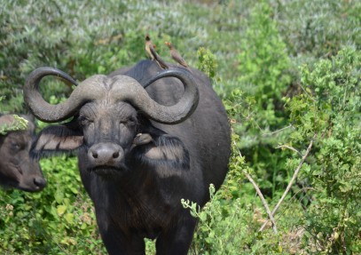 4-Day Tarangire, Serengeti & Ngorongoro Safari