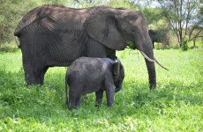 1-Day Trip to Tarangire National Park