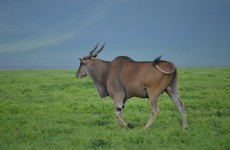 3-Day Ngorongoro, Tarangire & Lake Manyara Safari