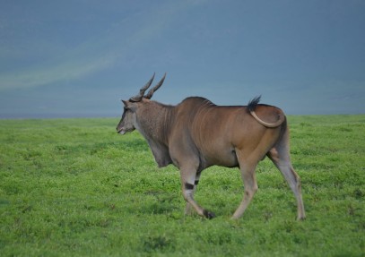 3-Day Ngorongoro, Tarangire & Lake Manyara Safari
