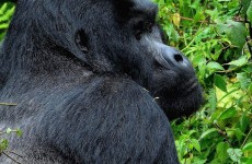 3-Day Gorilla Fly In Safari to Bwindi Impenetrable National Park