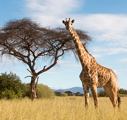 Ruaha National Park
