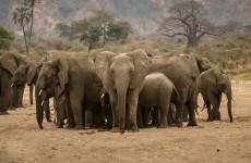 3-Day Serengeti & Ngorongoro Private Tour