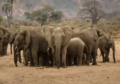 3-Day Serengeti & Ngorongoro Private Tour