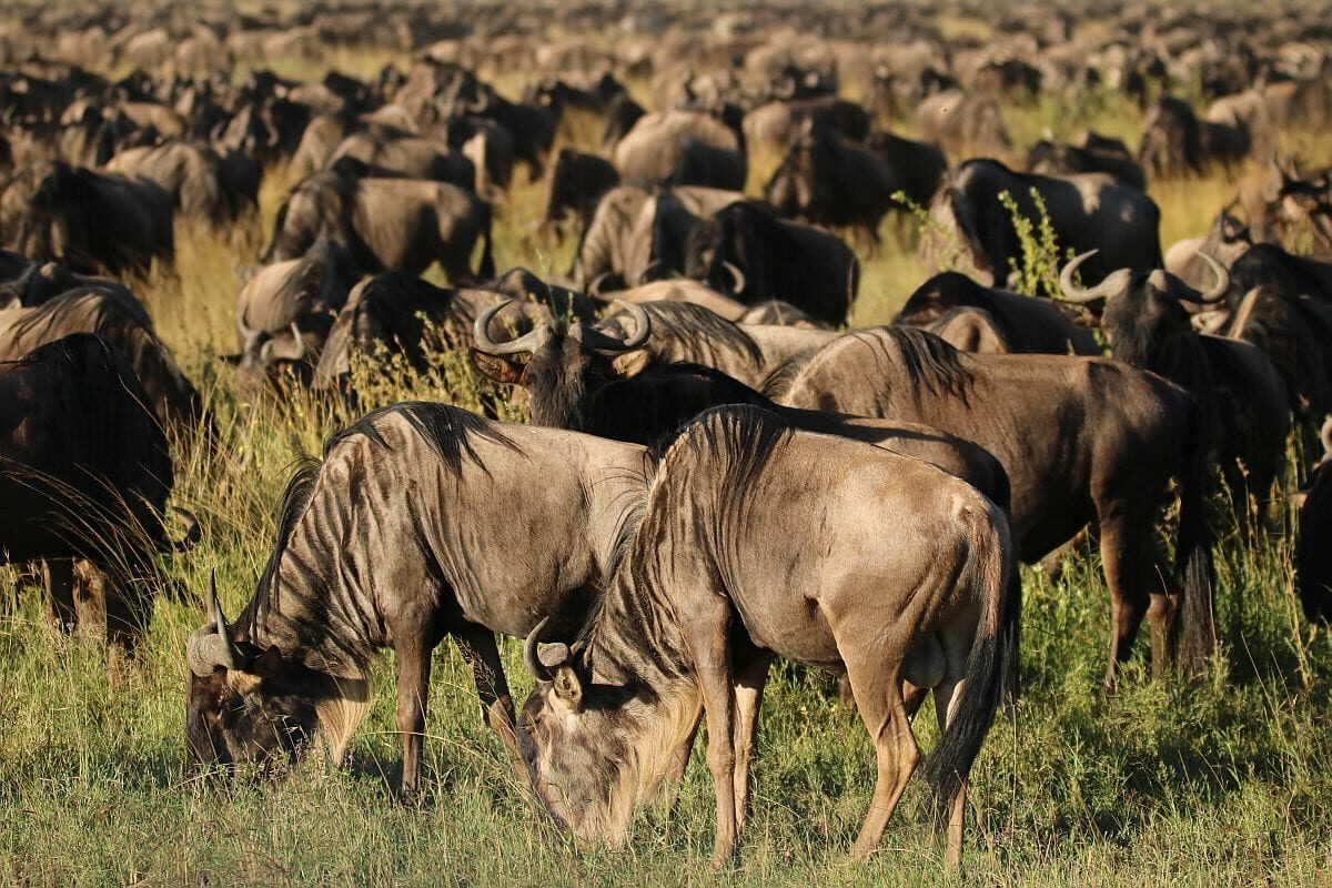 Serengeti Wildebeest Migration Kb 1200 1200x800