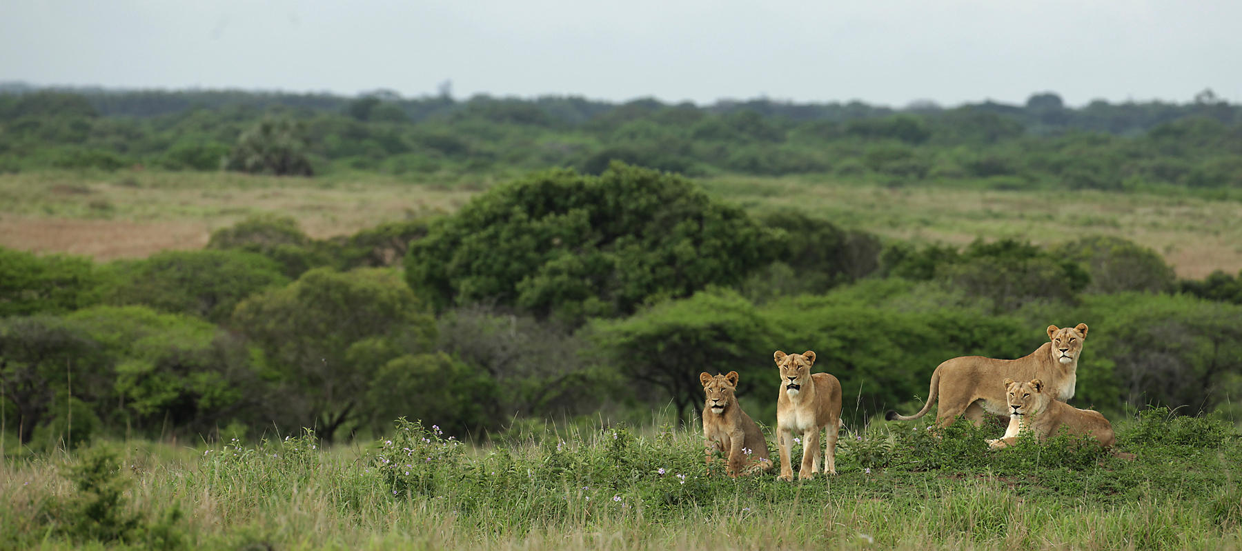 General Safari