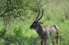 Explore the Iconic Northern Circuit Safari