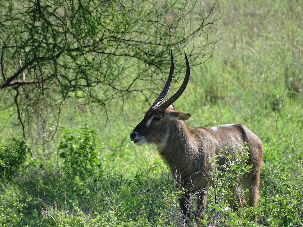 Antelope