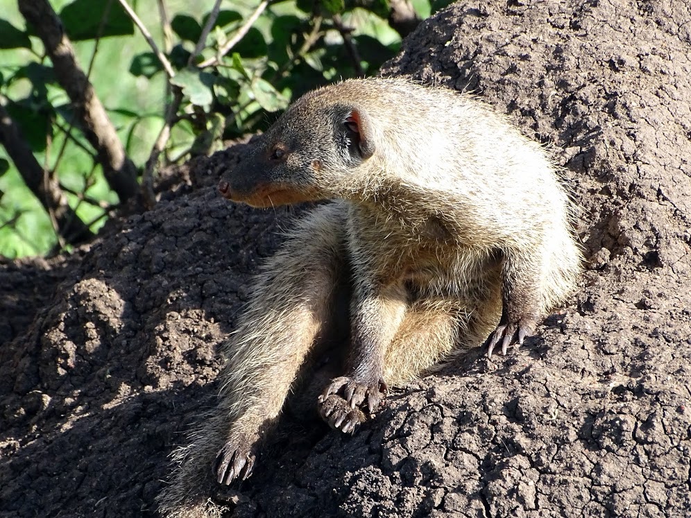 Badger