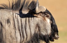 Wonders of Serengeti & Ngorongoro Crater Safari