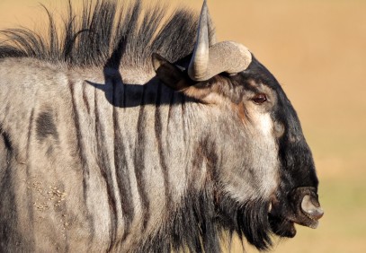 Wonders of Serengeti & Ngorongoro Crater Safari