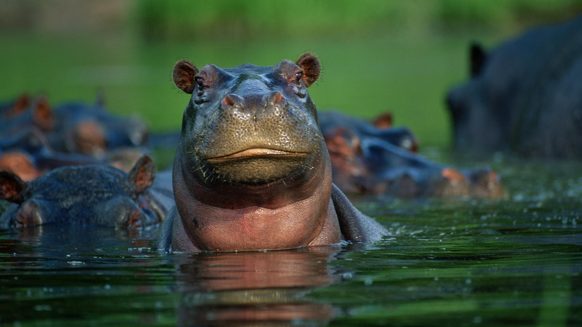 Hippopotamus Closeup Water.ngsversion.1396530570070.adapt.1900.1
