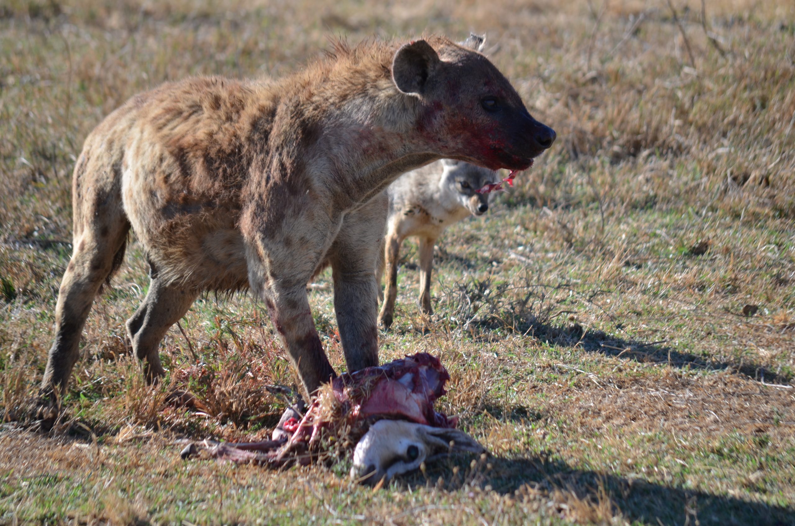 Hyena