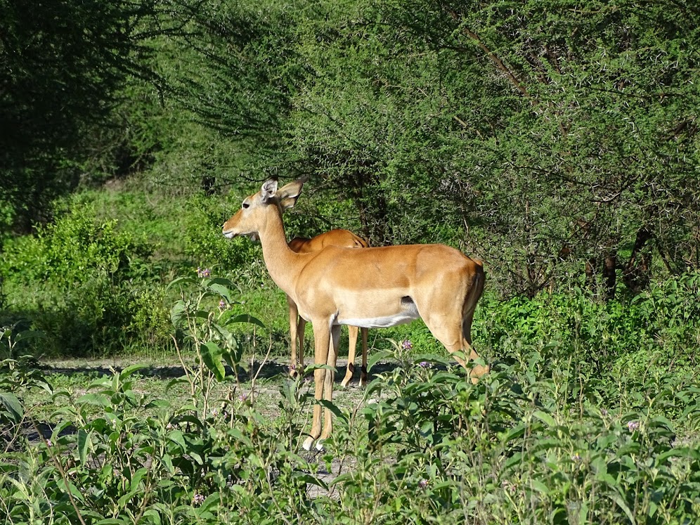 Impala