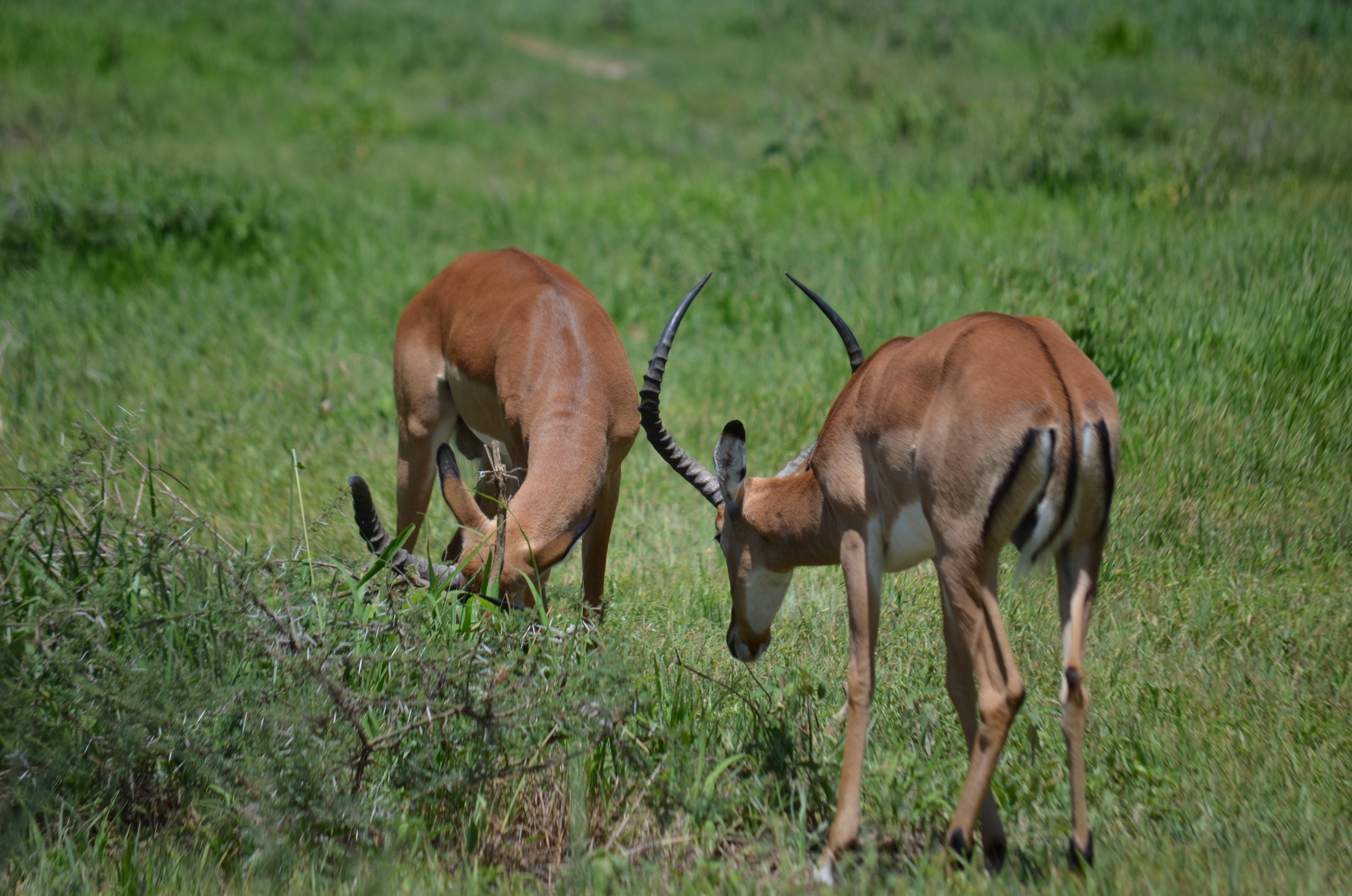 Impalas