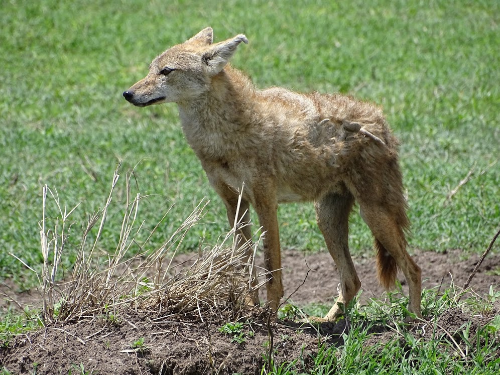 Jackal