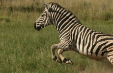 4-Day Serengeti & Ngorongoro Lodge Safari