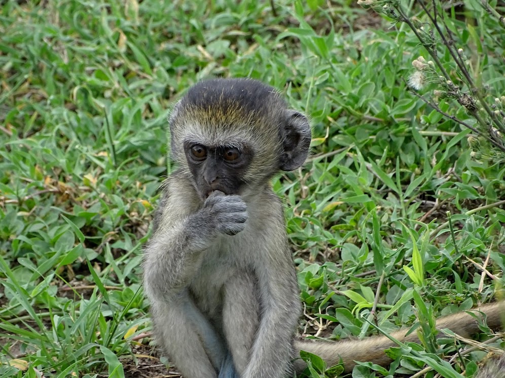 Monkey