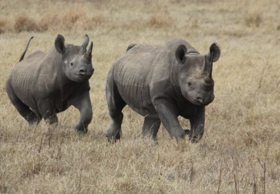 7 Days Rhino Ngorongoro Crater Safari