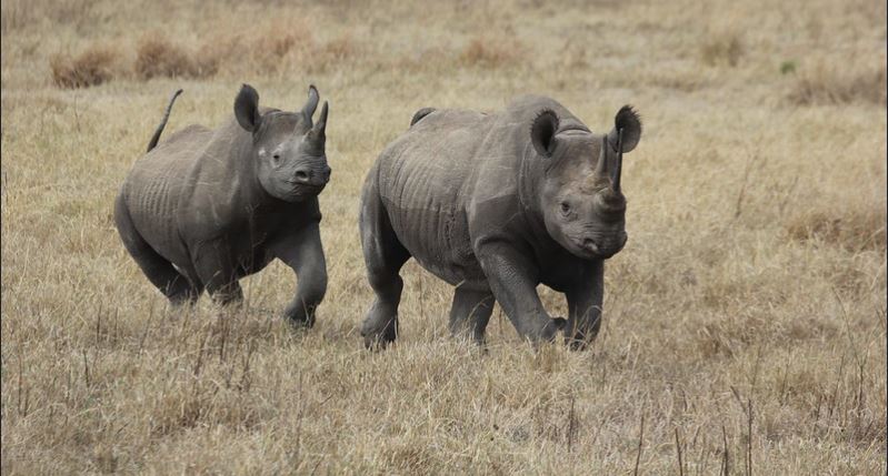 Ngorongoro Rhinos