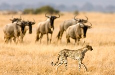 6-Day Majestic Tanzania Mid-Range Safari