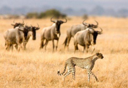 6-Day Majestic Tanzania Mid-Range Safari