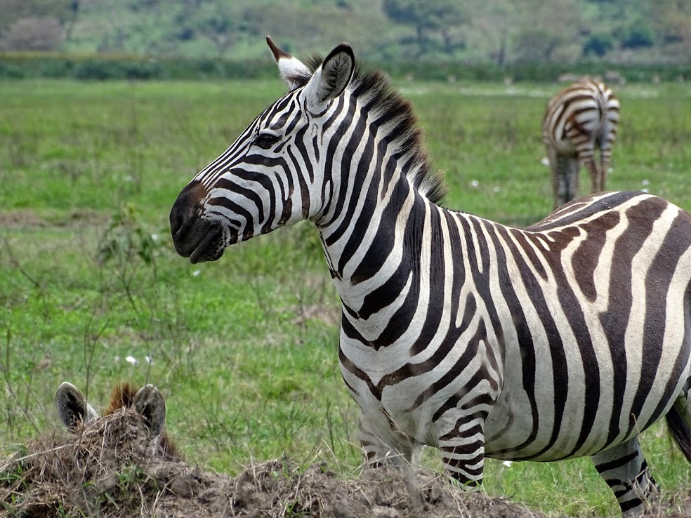 Tarangire