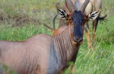 5-Day Serengeti, Ngorongoro & Tarangire Safari