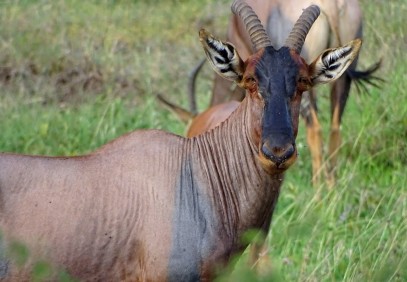 5-Day Serengeti, Ngorongoro & Tarangire Safari