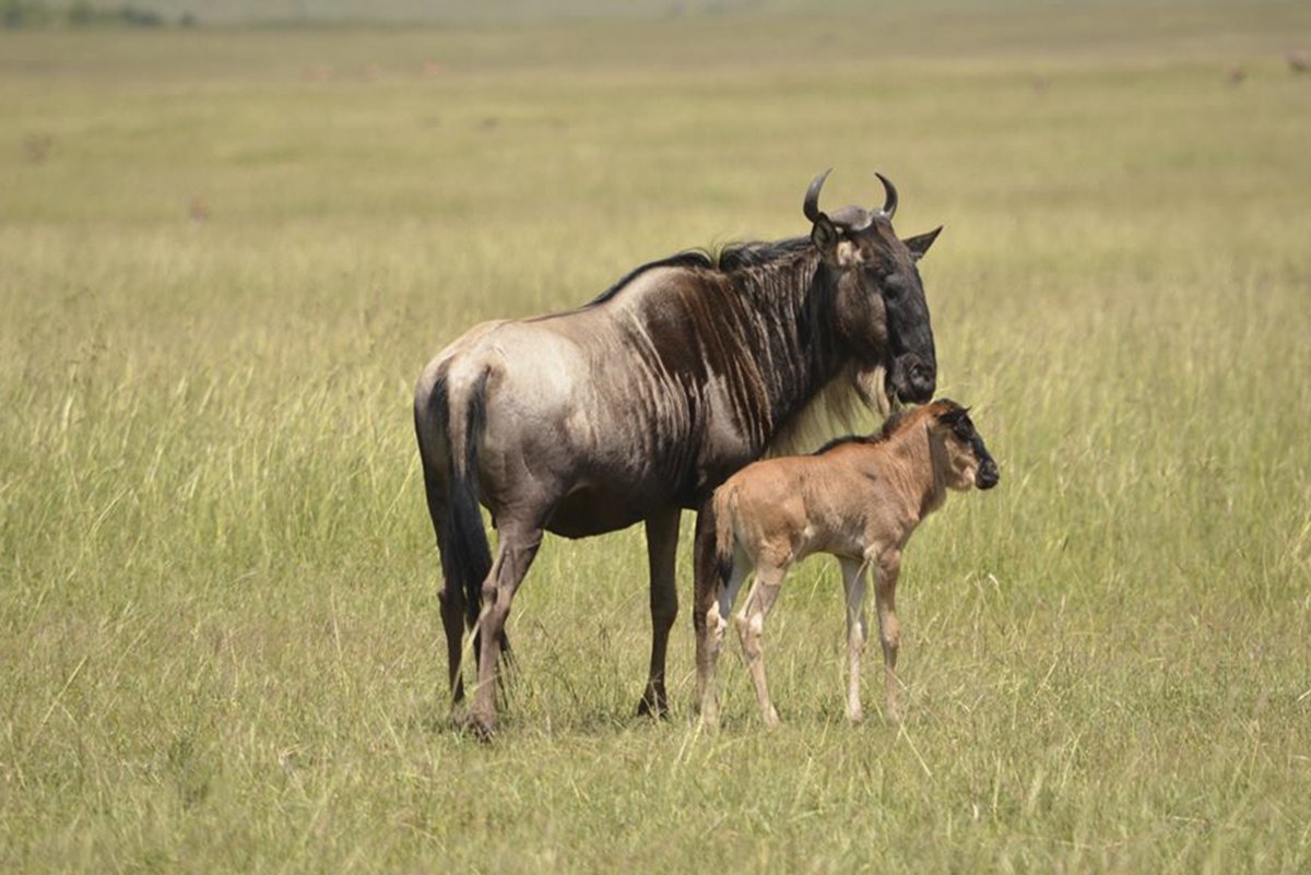 When To See Calving